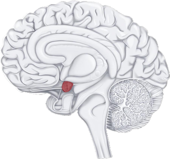 Cerebro con amígdala resaltada