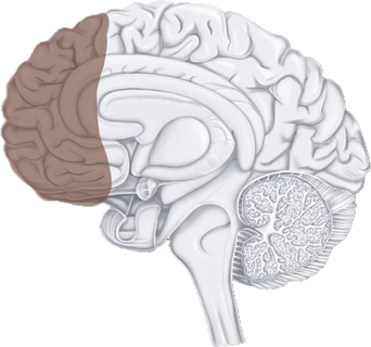 Cerebro con corteza prefrontal resaltada