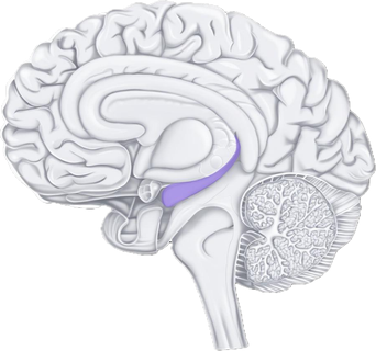 Cerebro con hipocampo resaltado